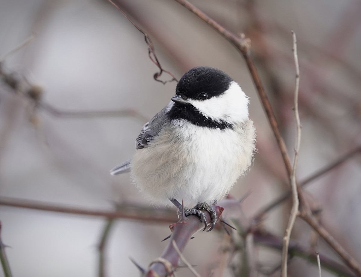Black-capped Chickadee - ML646806566