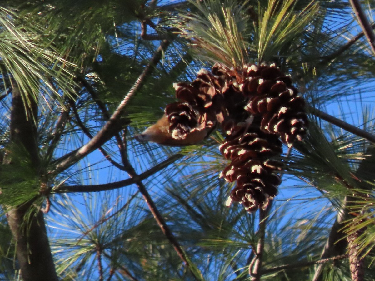 Red-breasted Nuthatch - ML646806568