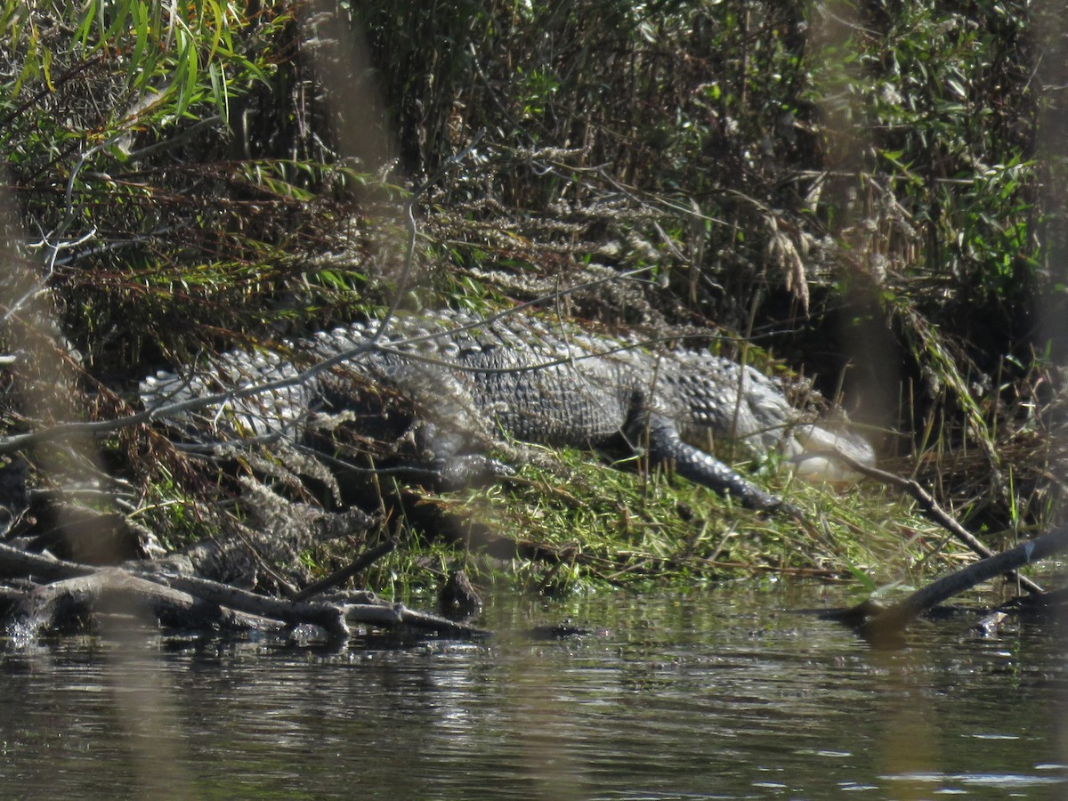 ミシシッピアリゲーター - ML646806569