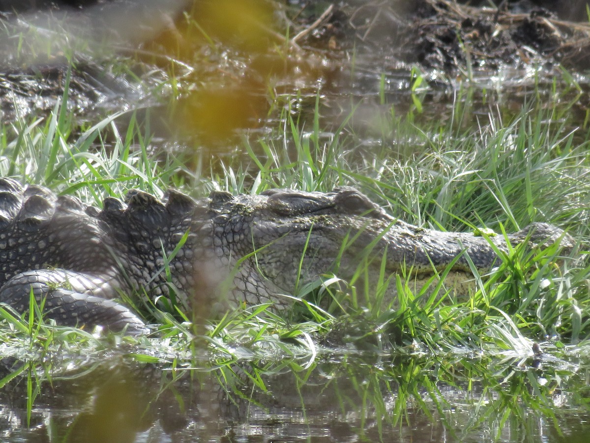 ミシシッピアリゲーター - ML646806571