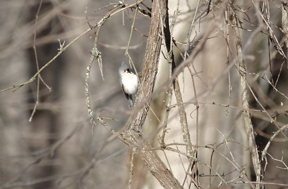 Tufted Titmouse - ML646806575
