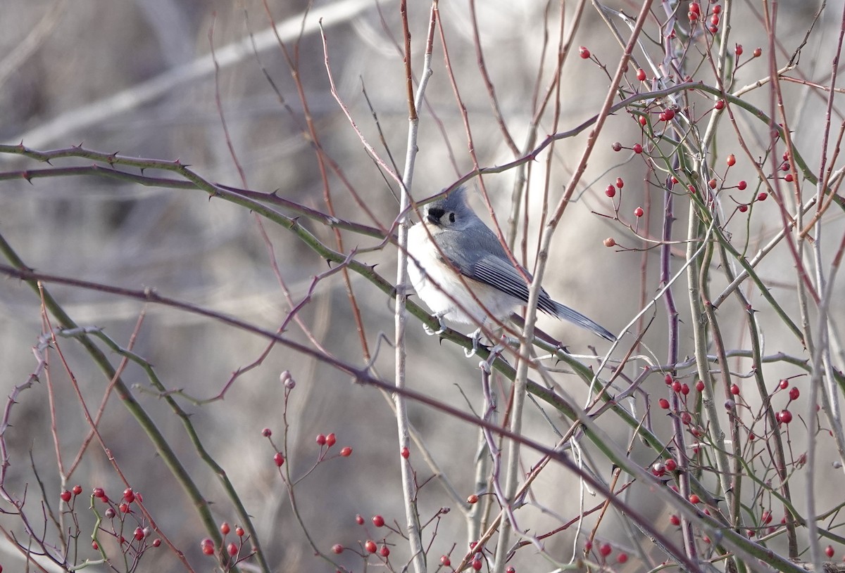 Tufted Titmouse - ML646806576