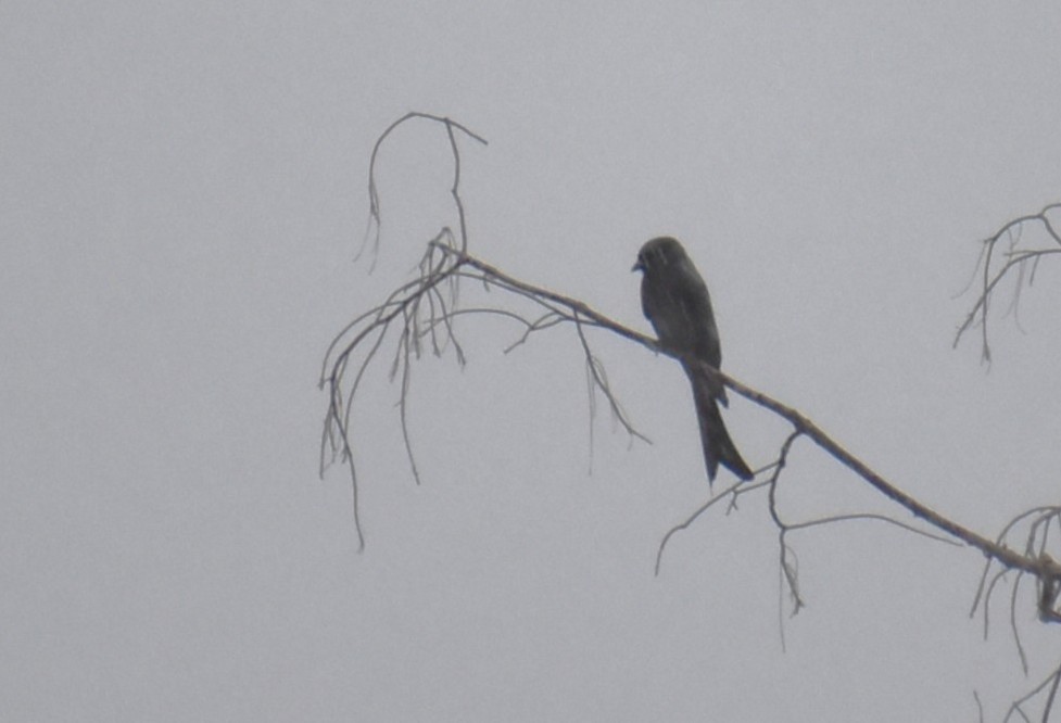 Black Drongo - ML646806577