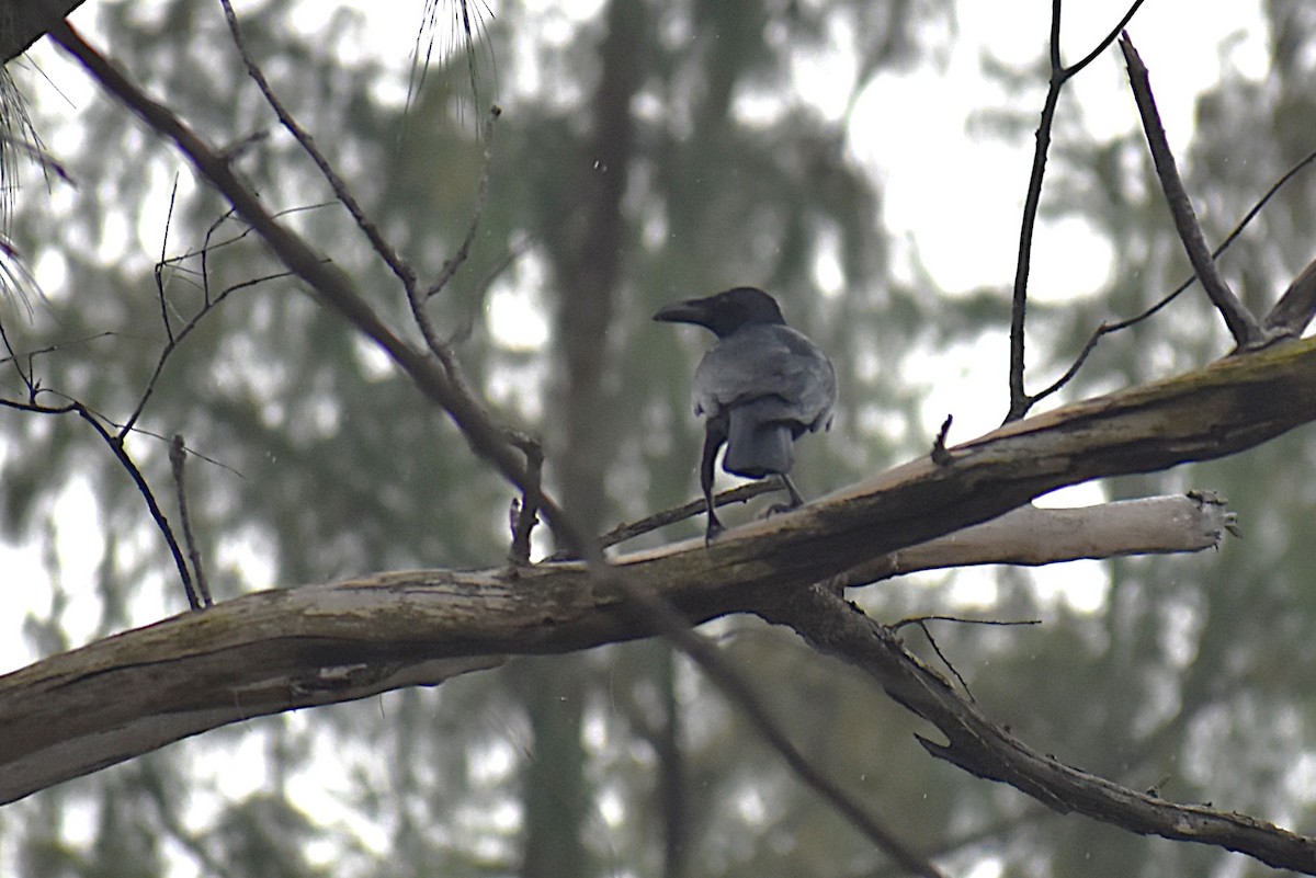 Large-billed Crow - ML646806579
