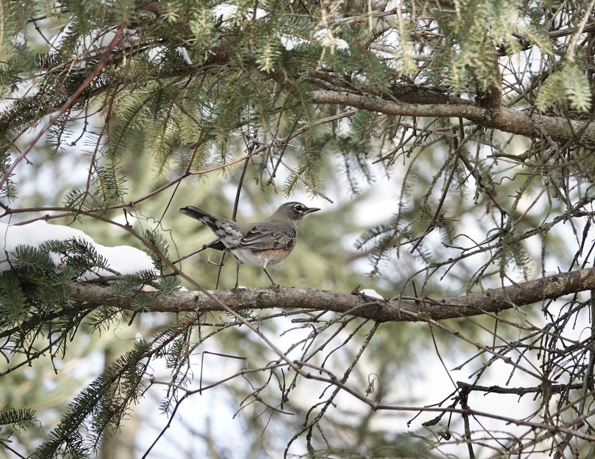 American Robin - ML646806580