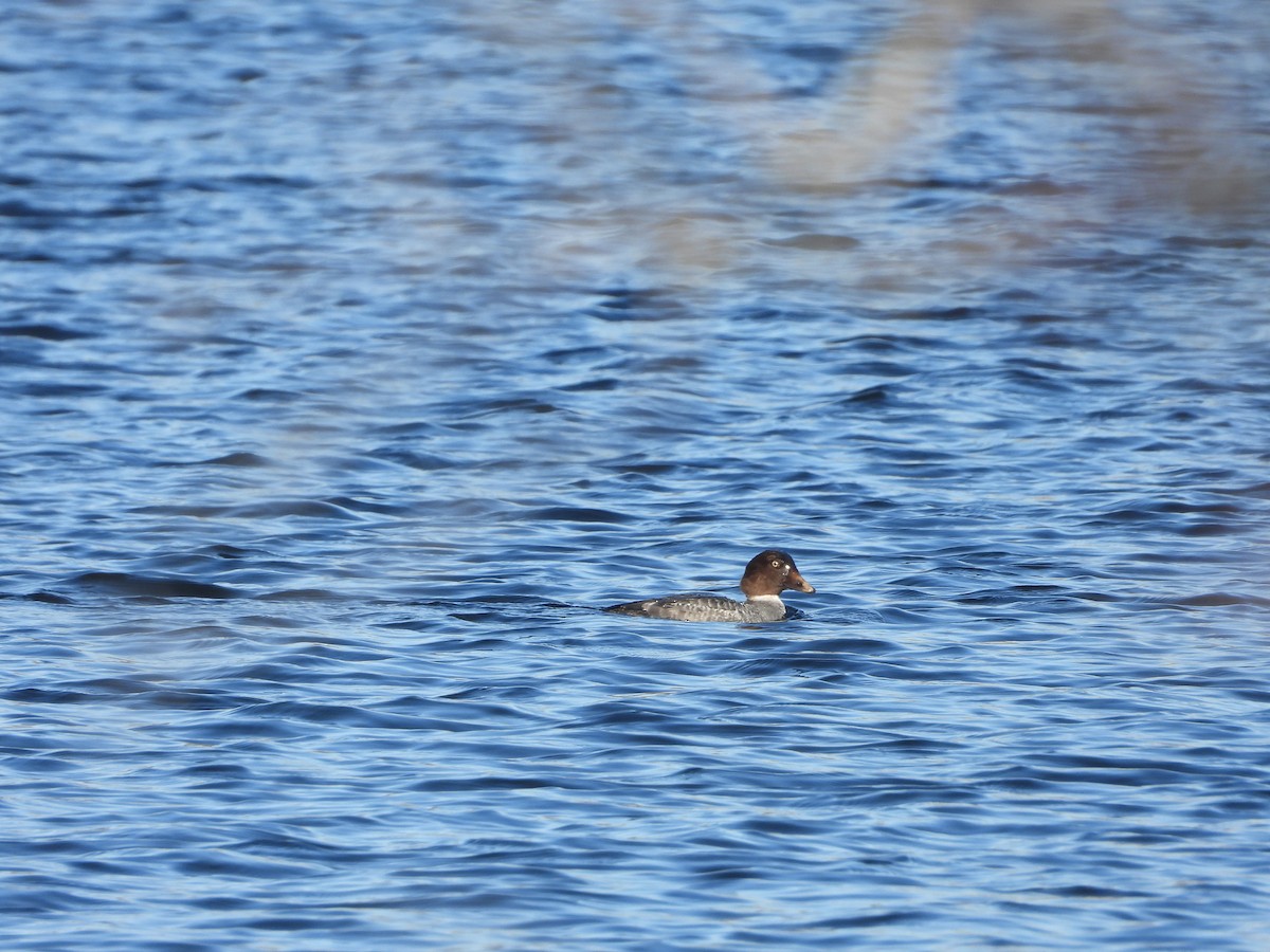 Common Goldeneye - ML646806583