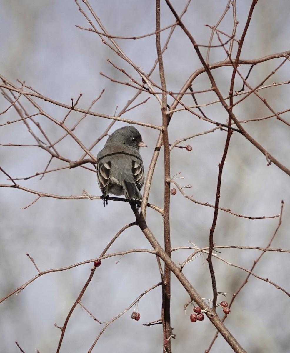 Dark-eyed Junco - ML646806587