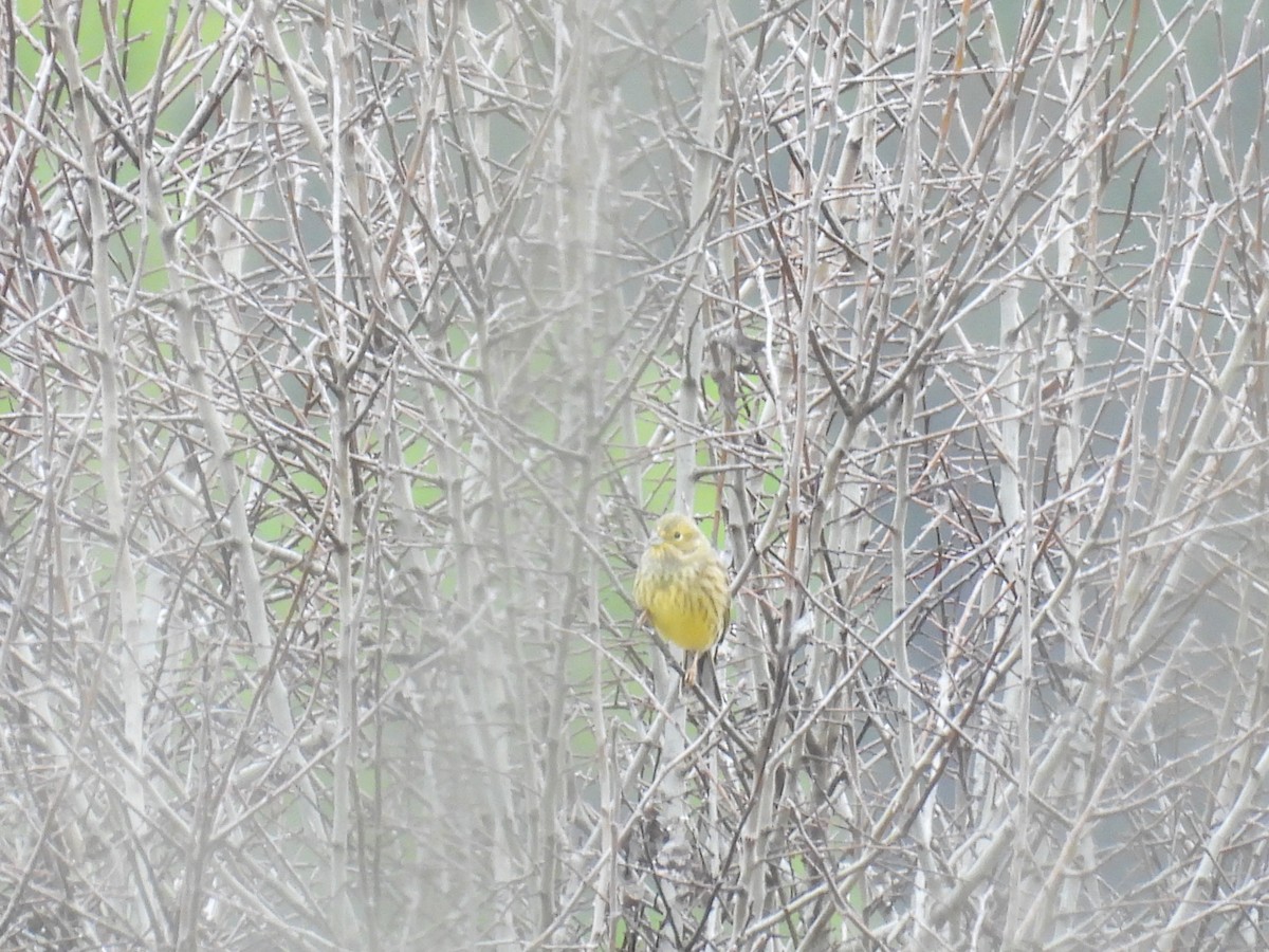 גיבתון צהוב - ML646806589