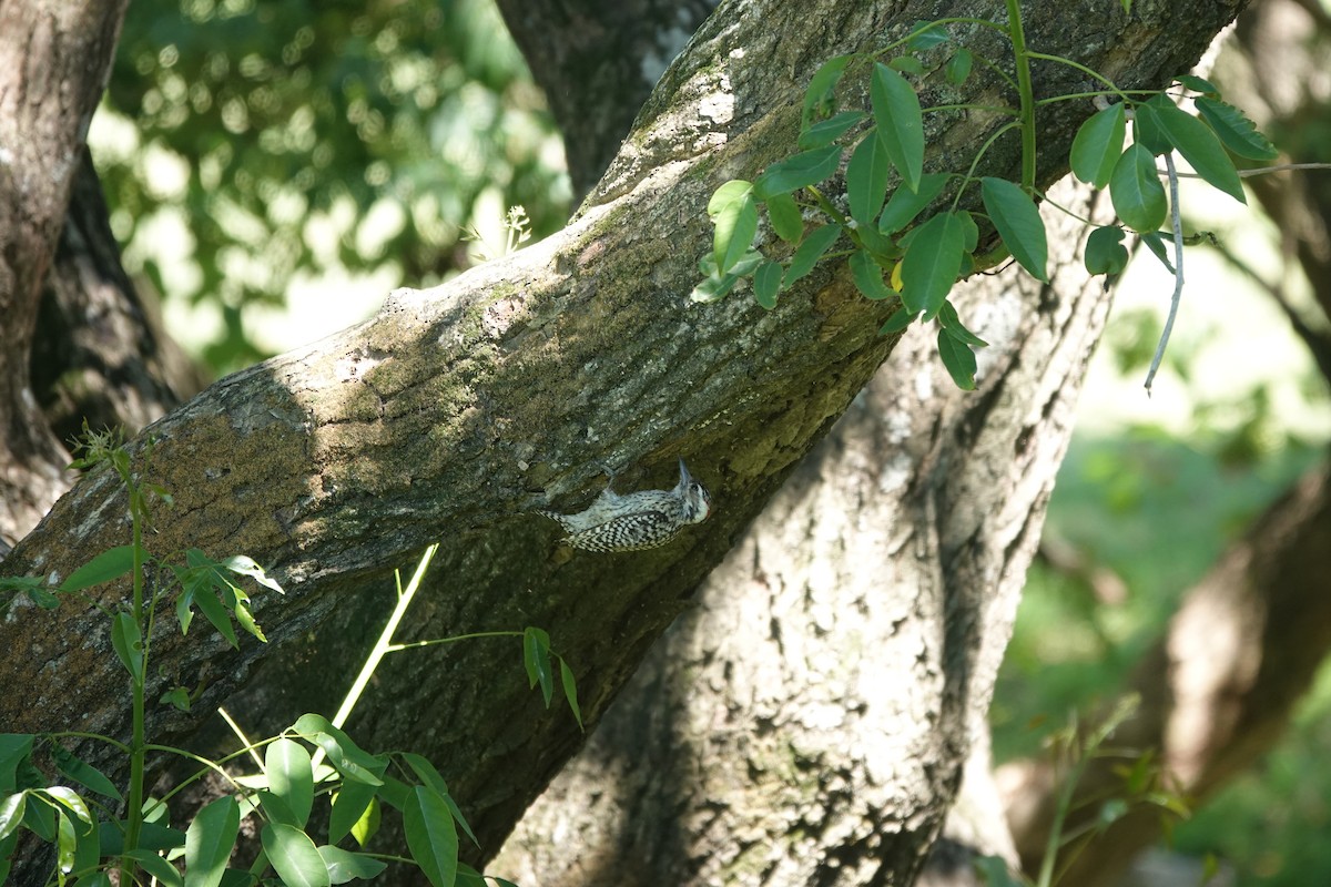 Полосатохвостый дятел - ML646806590