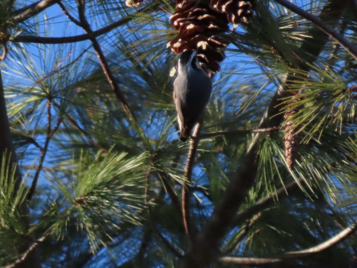 Red-breasted Nuthatch - ML646806592