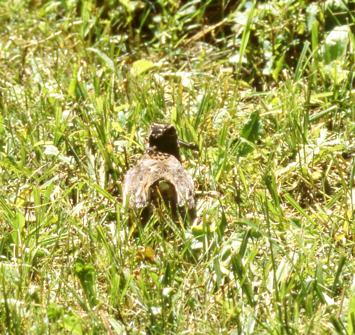 American Woodcock - ML646806593