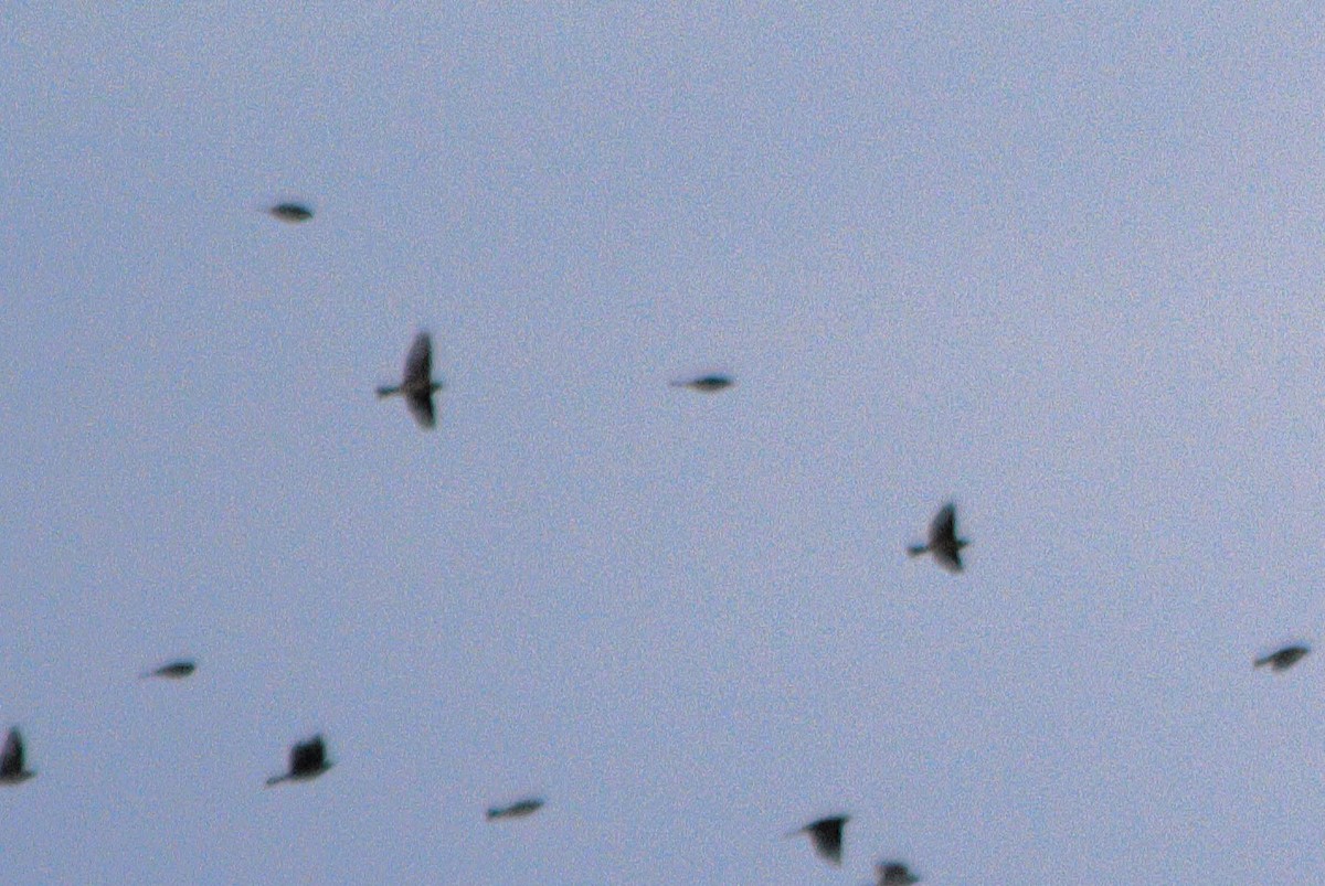 American Pipit - ML646806595