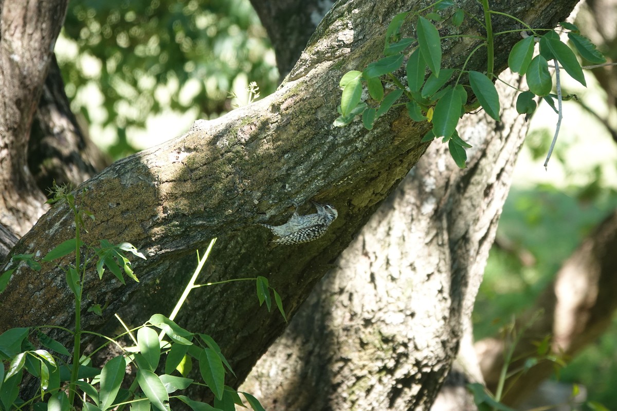 Полосатохвостый дятел - ML646806596