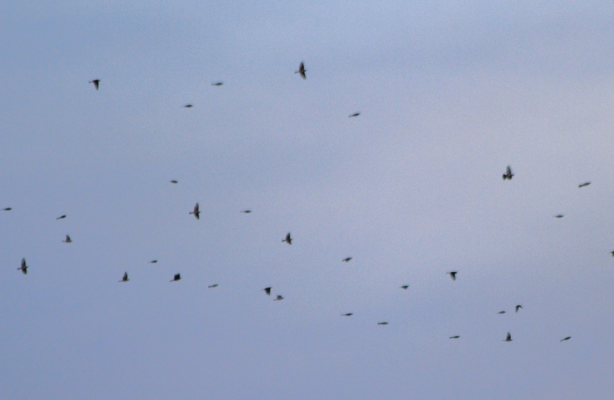 American Pipit - ML646806597