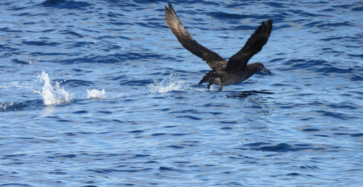 Black-footed Albatross - ML646806598