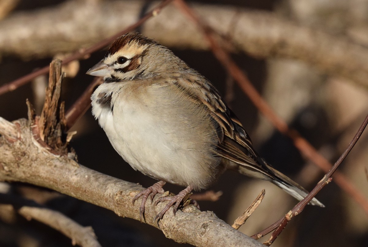 Bruant à joues marron - ML646806602