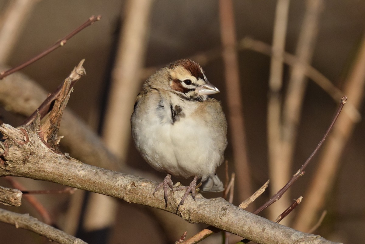 Bruant à joues marron - ML646806603