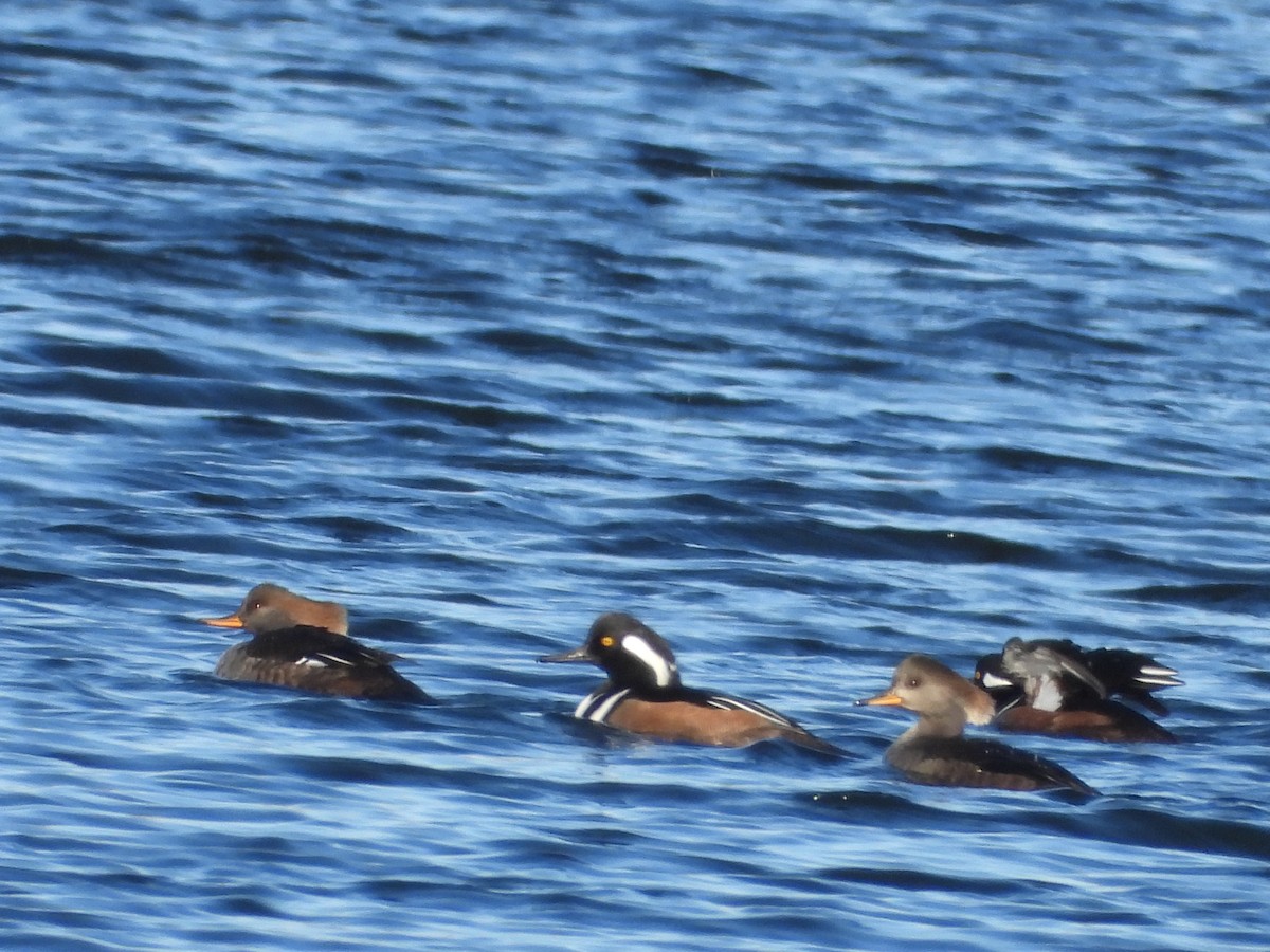 Hooded Merganser - ML646806604