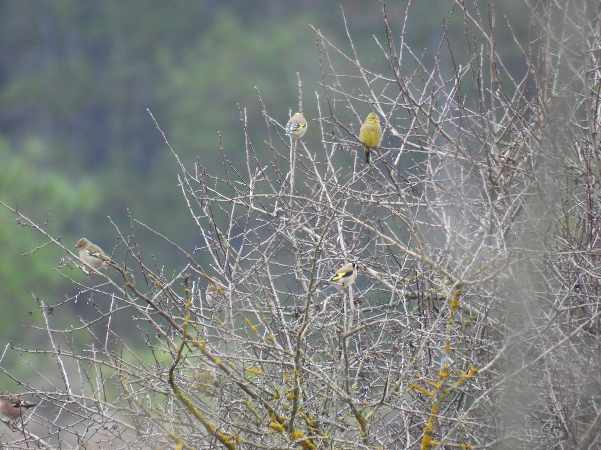 גיבתון צהוב - ML646806605