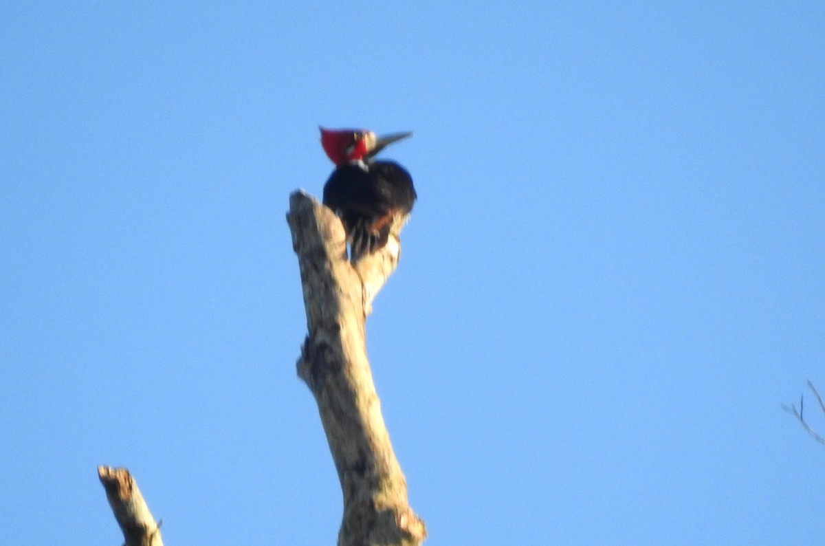 Crimson-crested Woodpecker - ML646806609