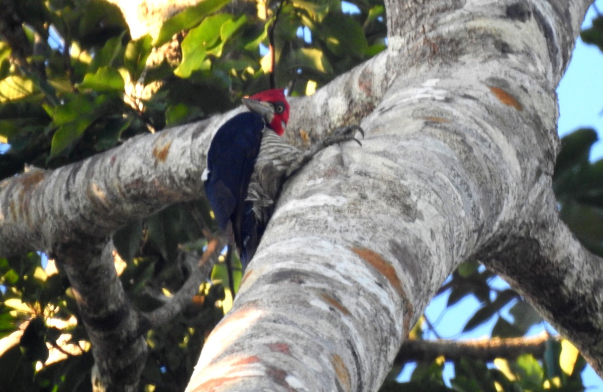 Crimson-crested Woodpecker - ML646806611