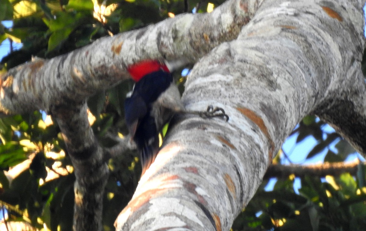 Crimson-crested Woodpecker - ML646806612