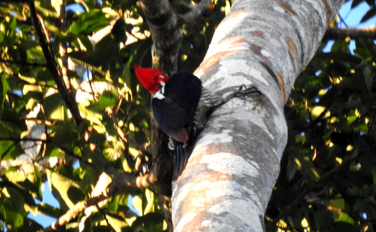 Crimson-crested Woodpecker - ML646806613