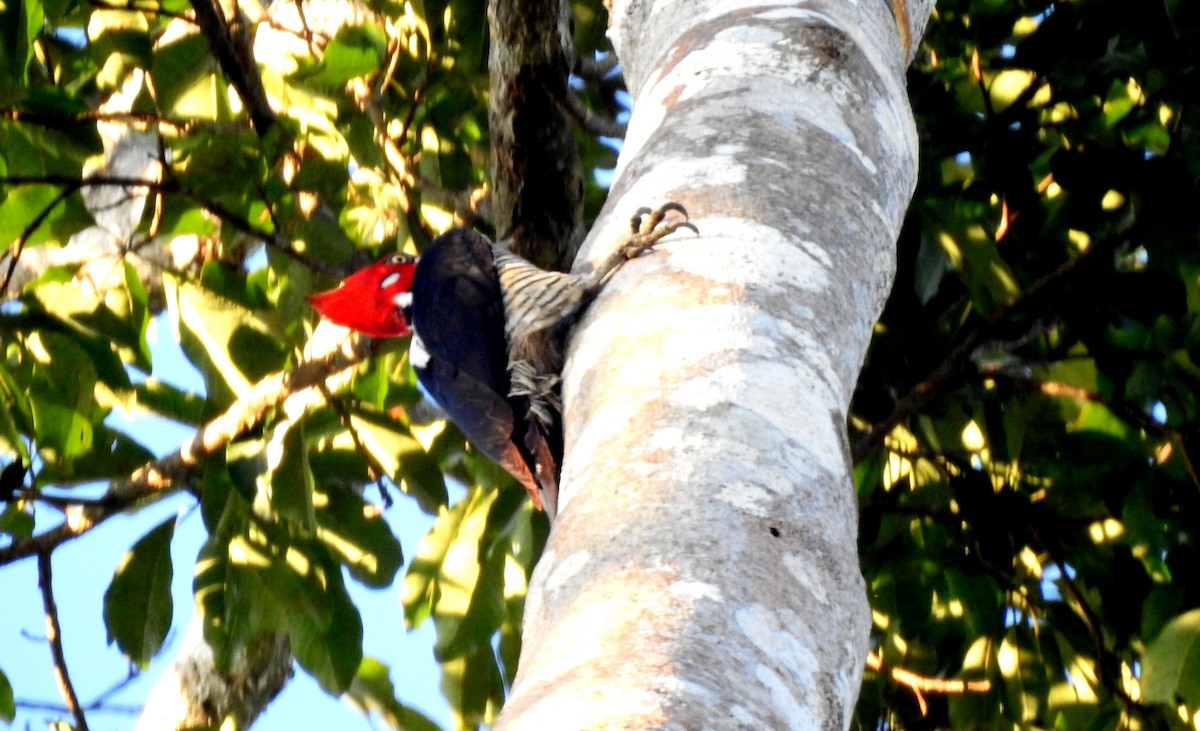 Crimson-crested Woodpecker - ML646806614