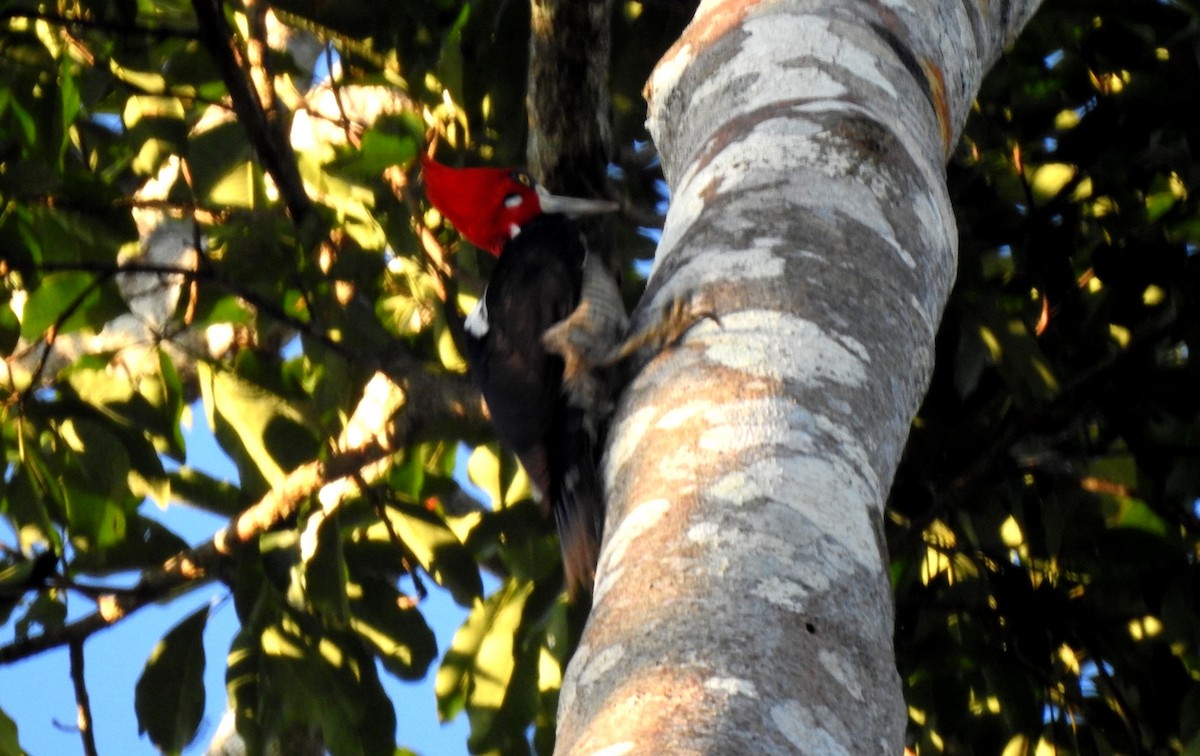 Crimson-crested Woodpecker - ML646806615