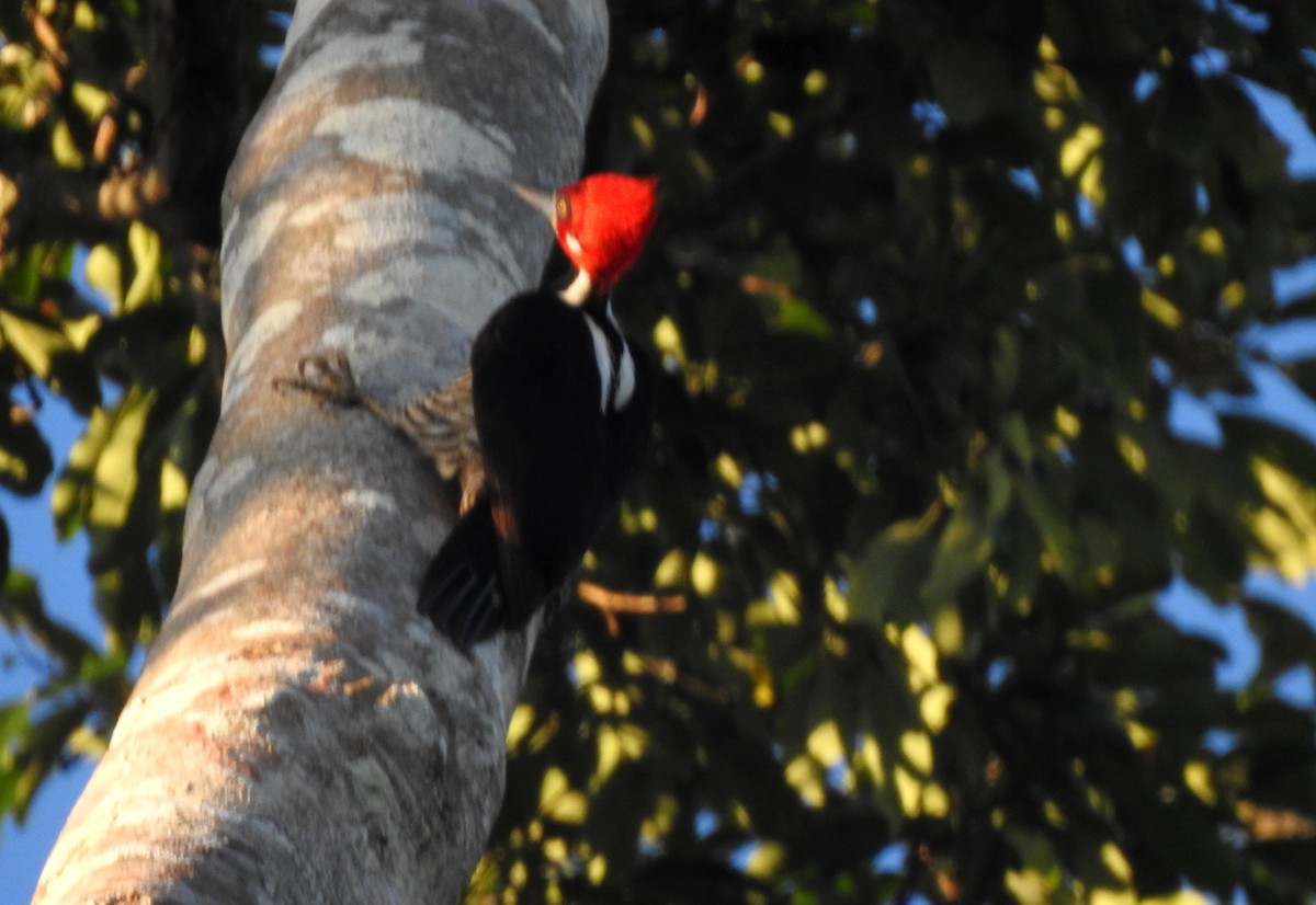 Crimson-crested Woodpecker - ML646806616
