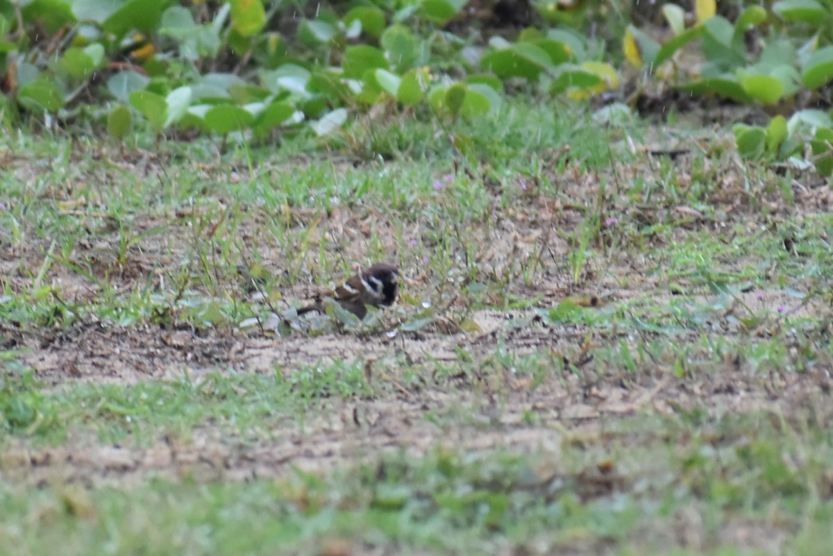 pilfink - ML646806622