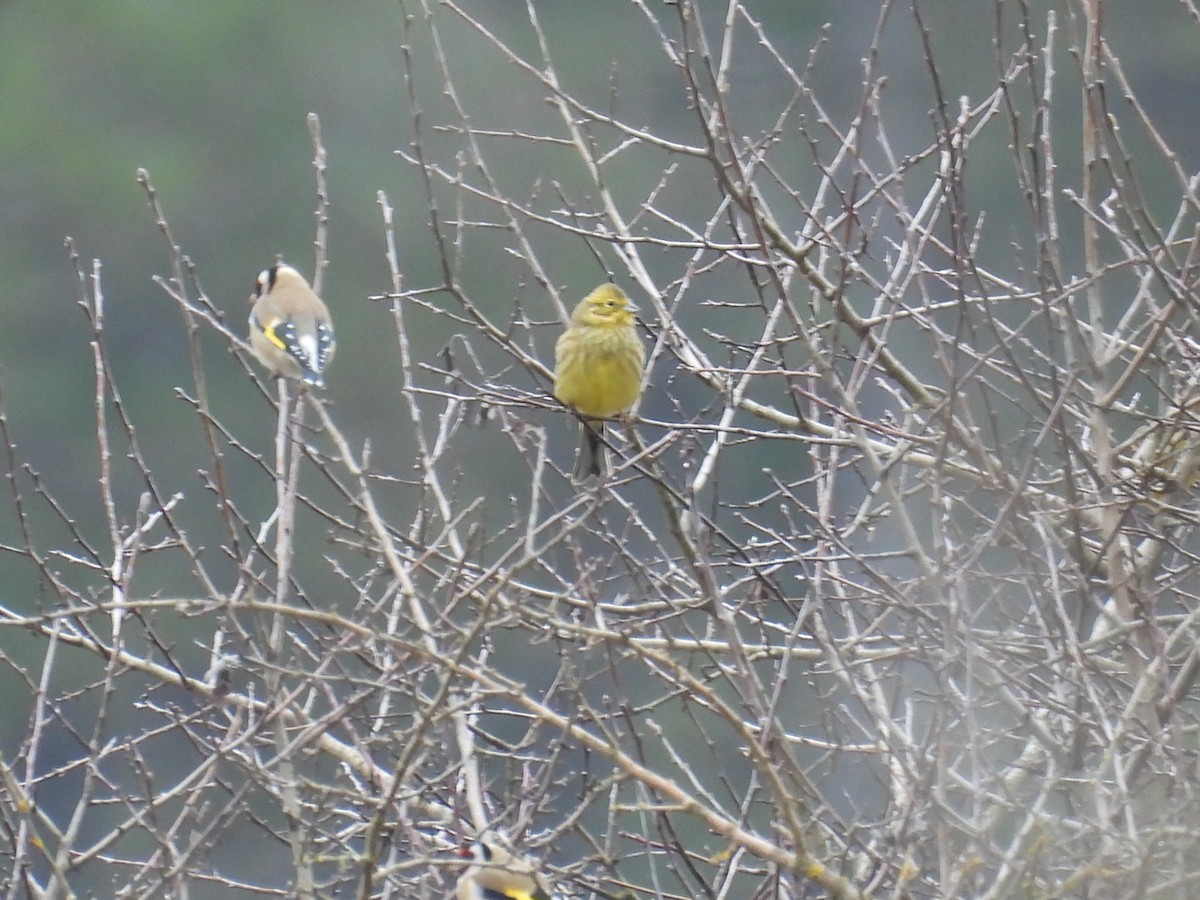 גיבתון צהוב - ML646806625