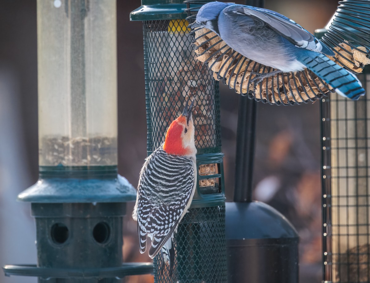 Red-bellied Woodpecker - ML646806629