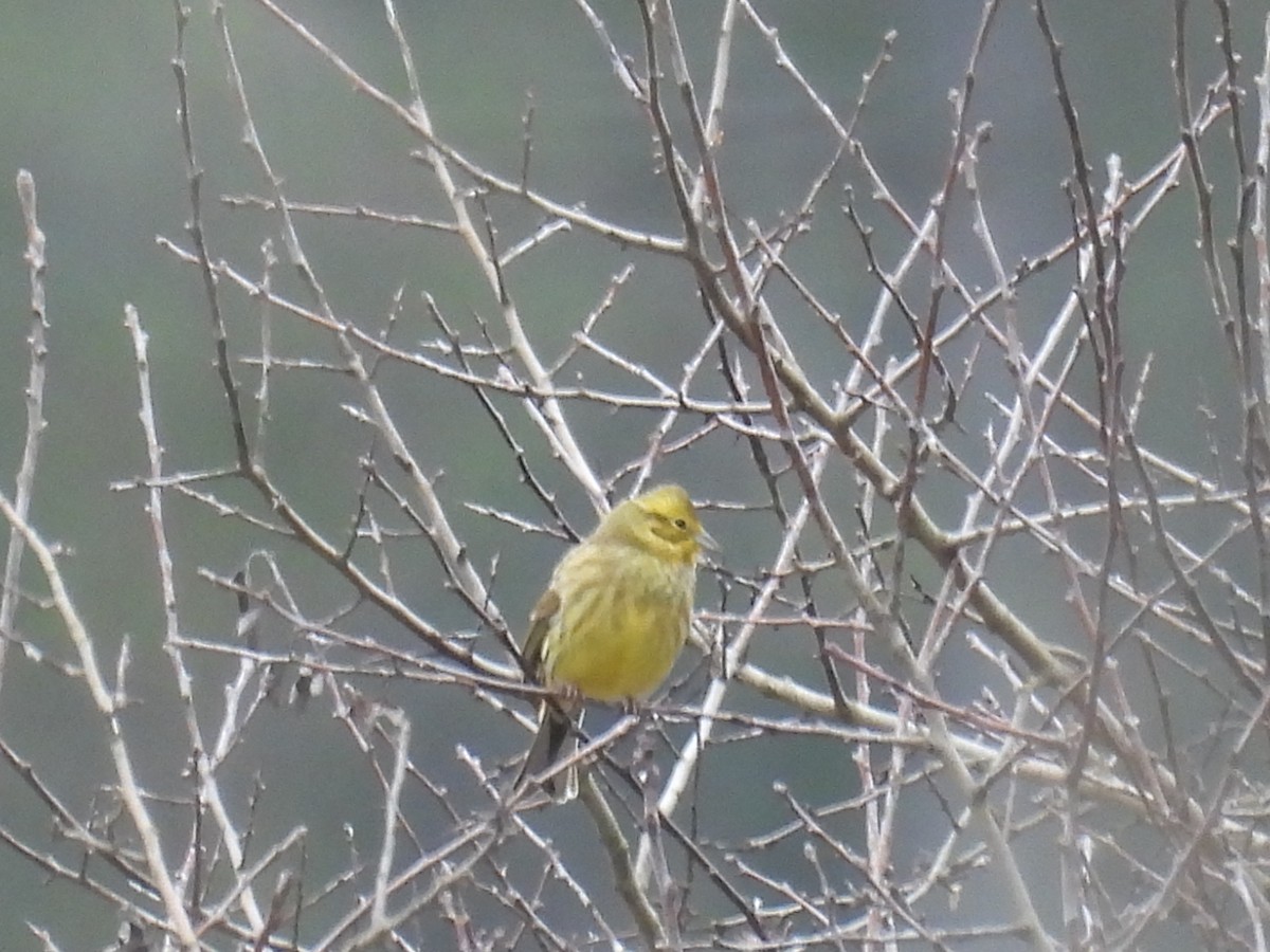 גיבתון צהוב - ML646806630