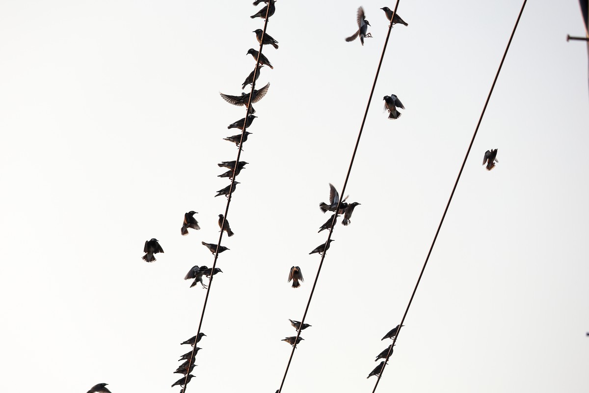 Шпак сірий - ML646806631