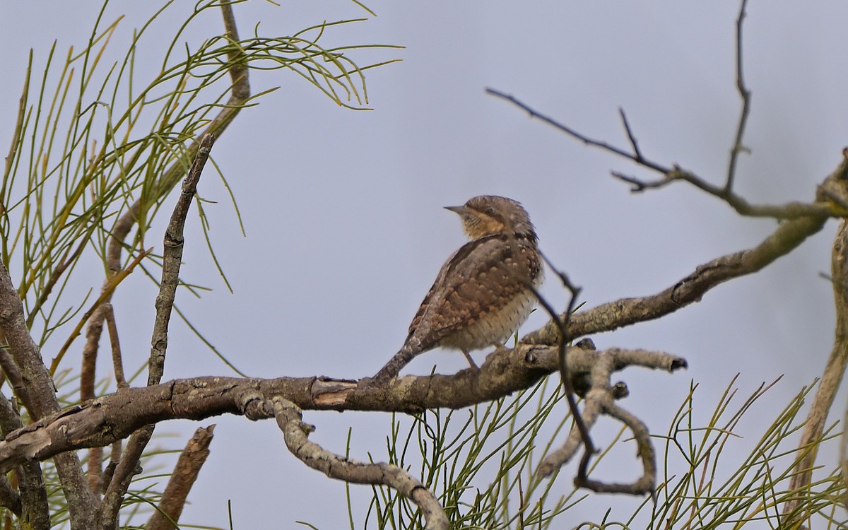 krutihlav obecný - ML646806632