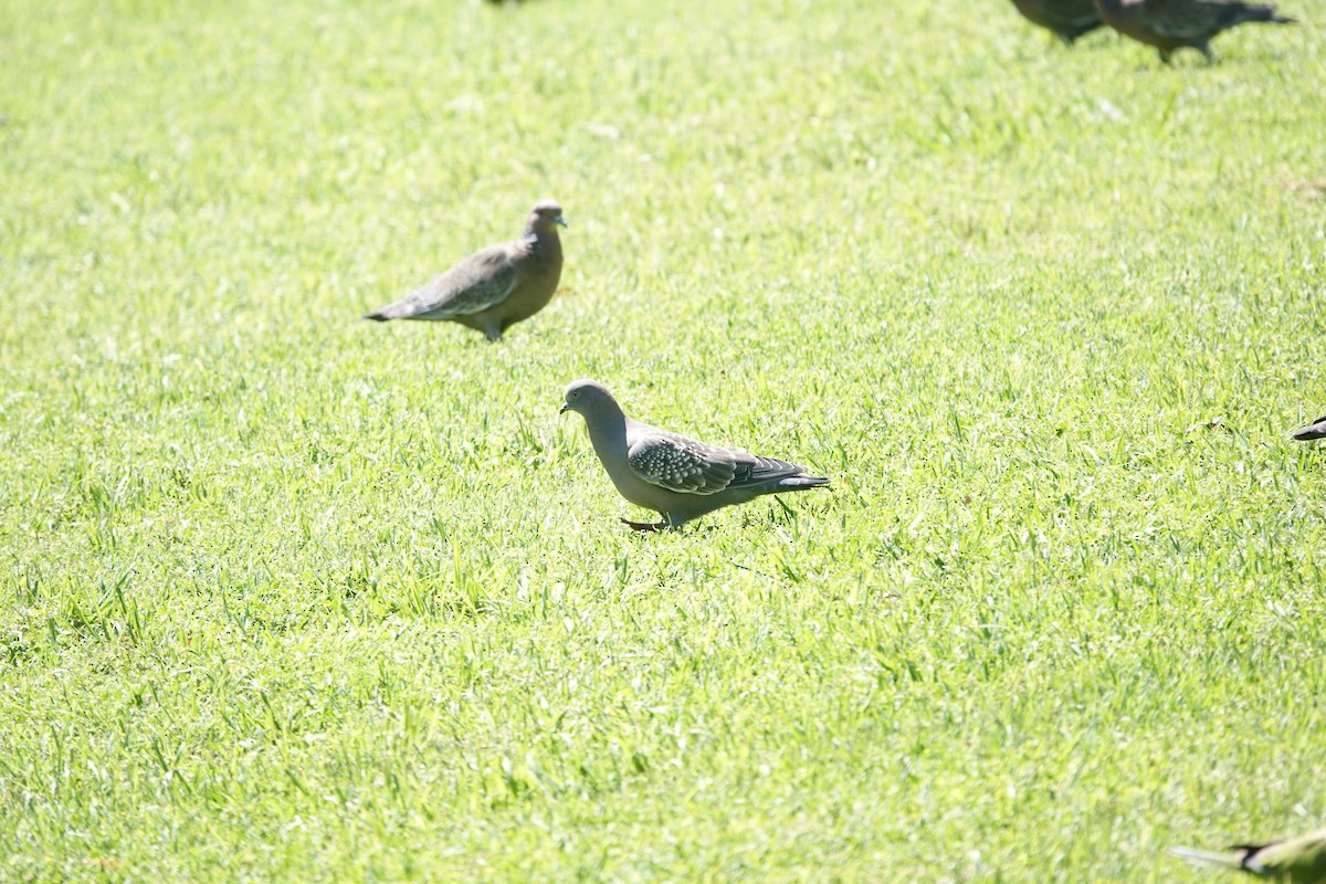 Fleckentaube - ML646806633