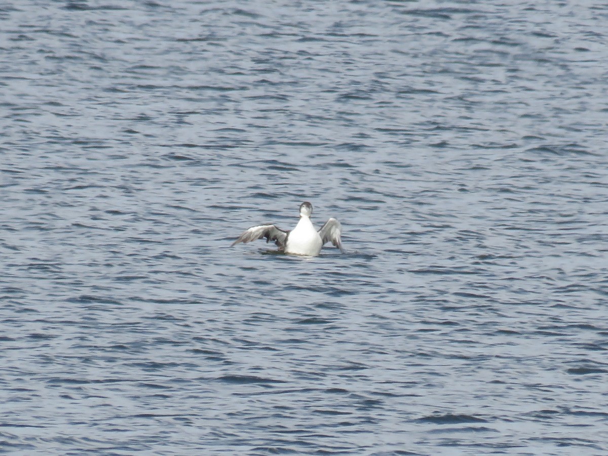 ハシグロアビ - ML646806634