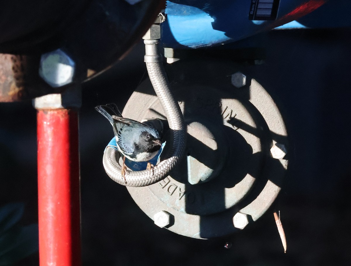 Black-throated Blue Warbler - ML646806635