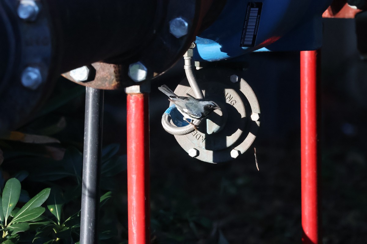 Black-throated Blue Warbler - ML646806637