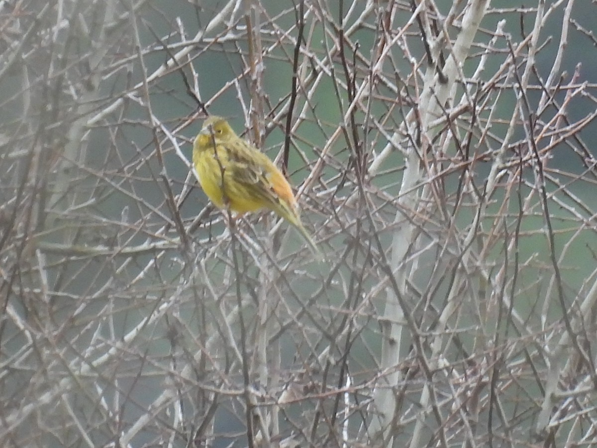 גיבתון צהוב - ML646806639