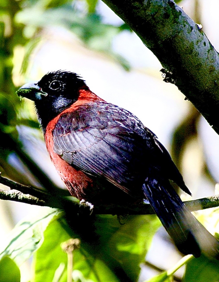 Красношейный толстонос - ML646806641