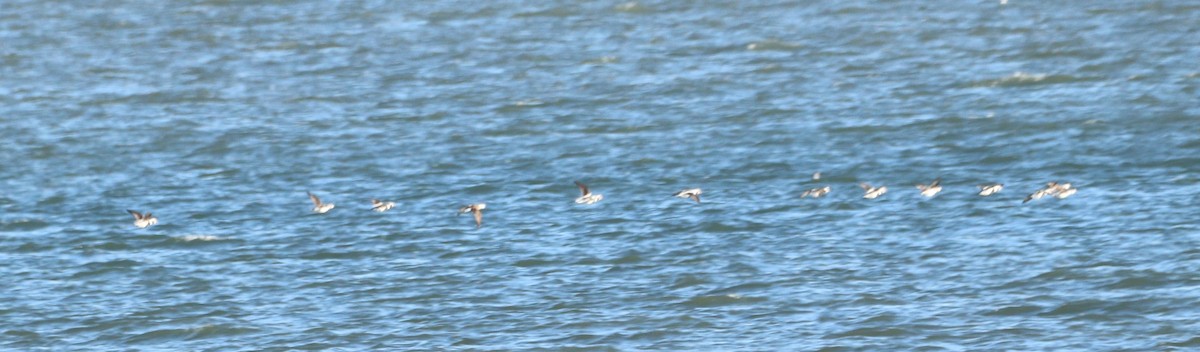 Pato Havelda - ML646806646