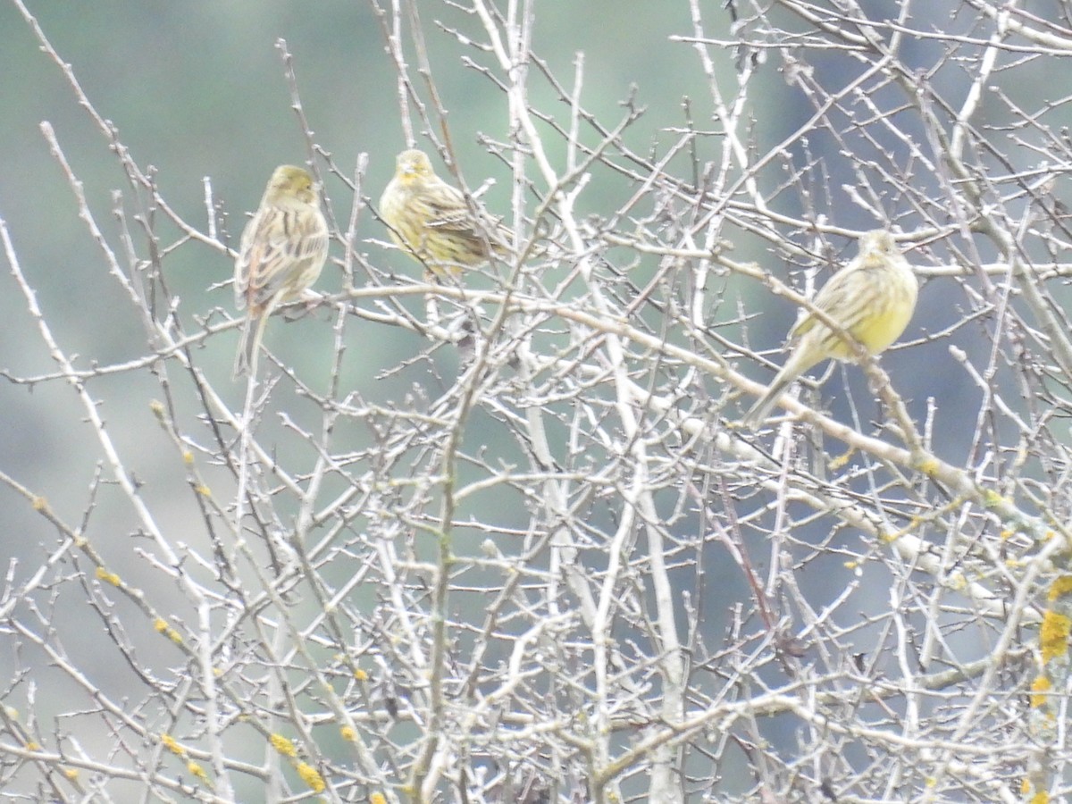 גיבתון צהוב - ML646806647