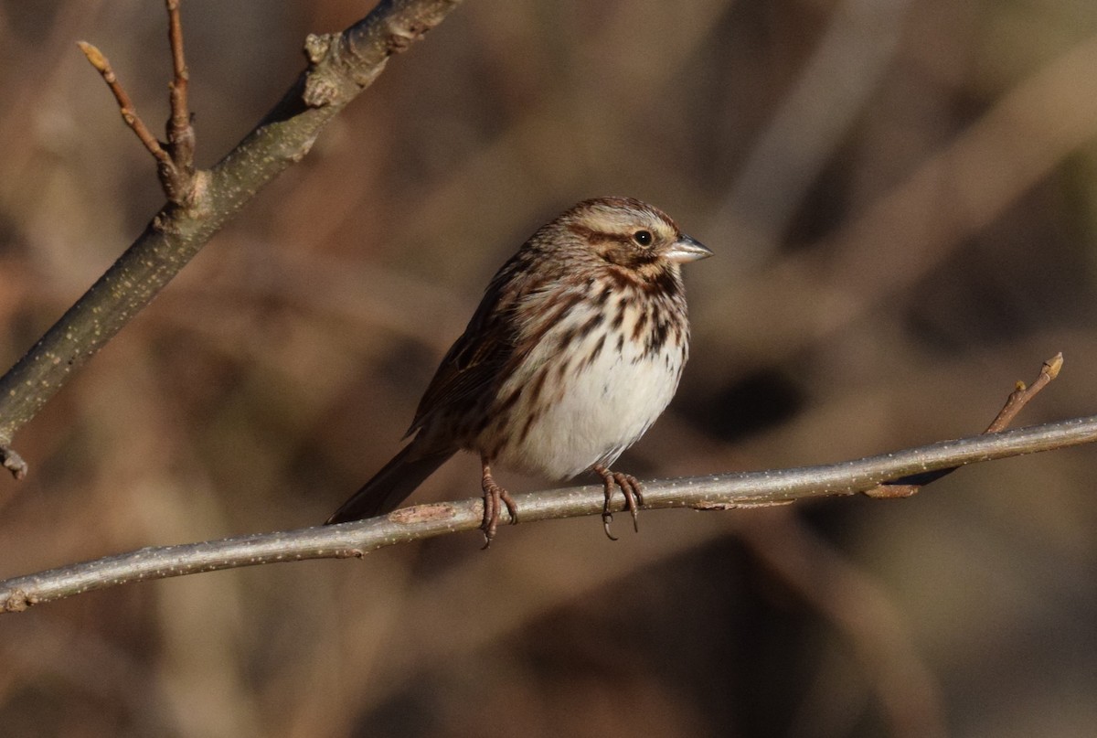 Bruant chanteur - ML646806648
