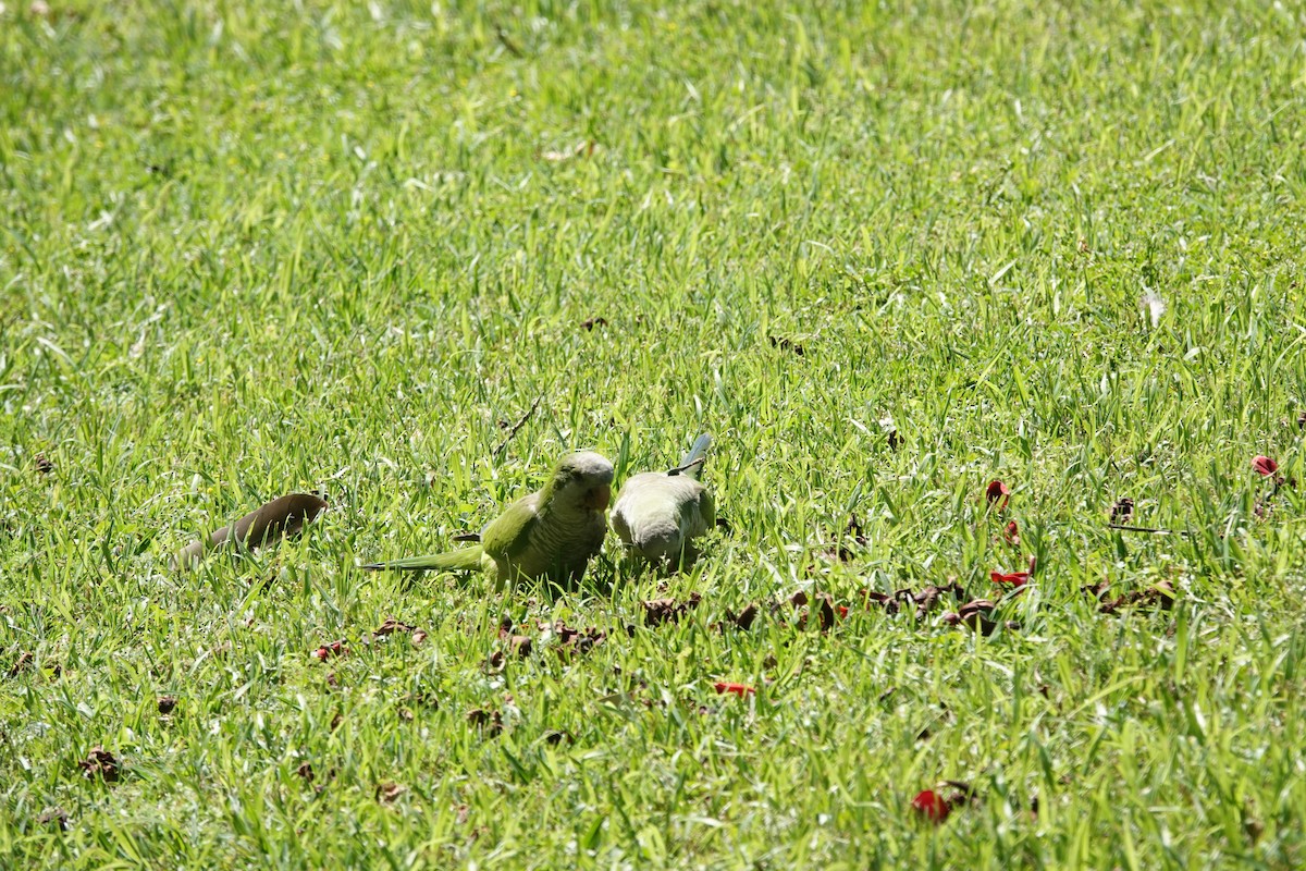 תוכי נזירי - ML646806650
