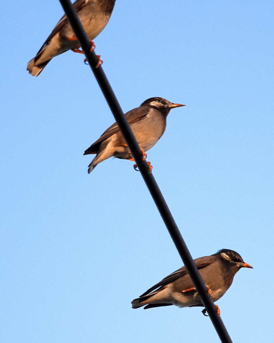 White-cheeked Starling - ML646806652