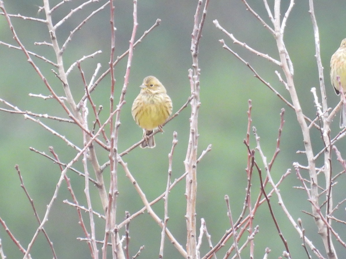 גיבתון צהוב - ML646806656