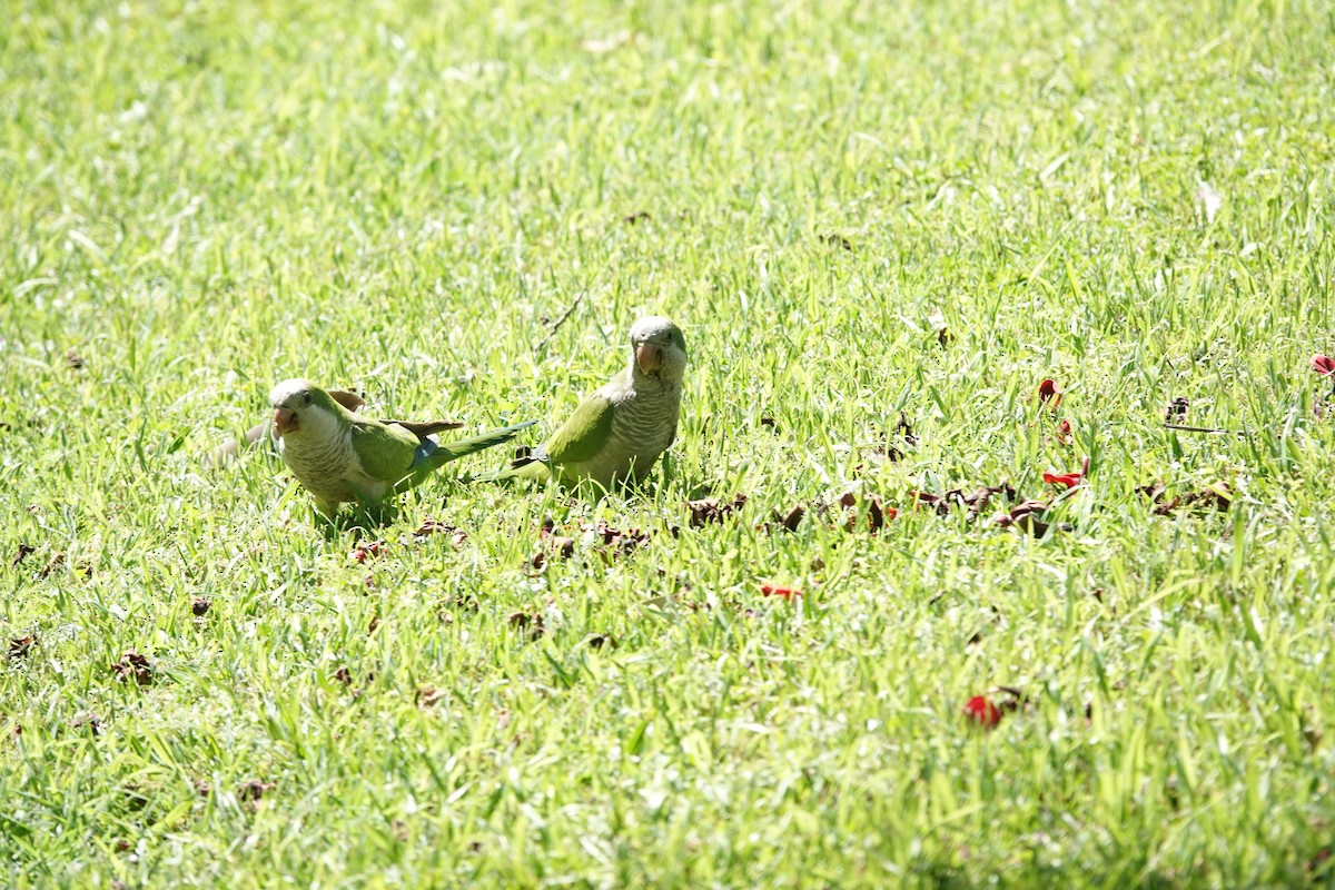 תוכי נזירי - ML646806657