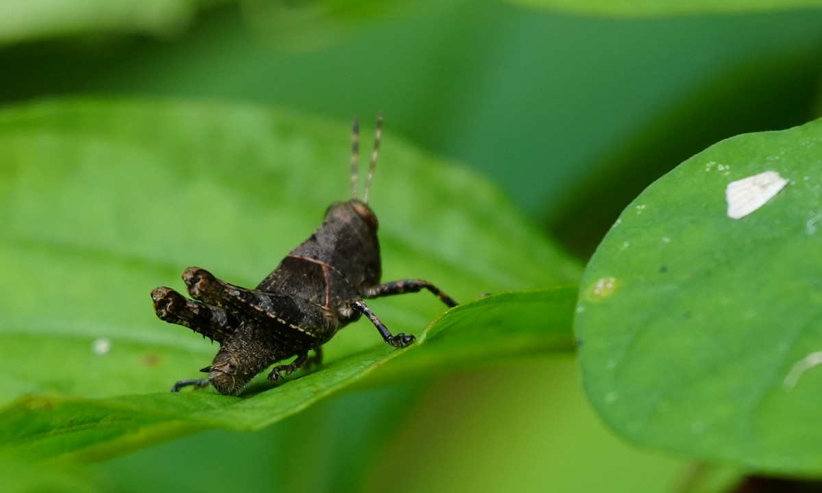 Animals - ML646806658